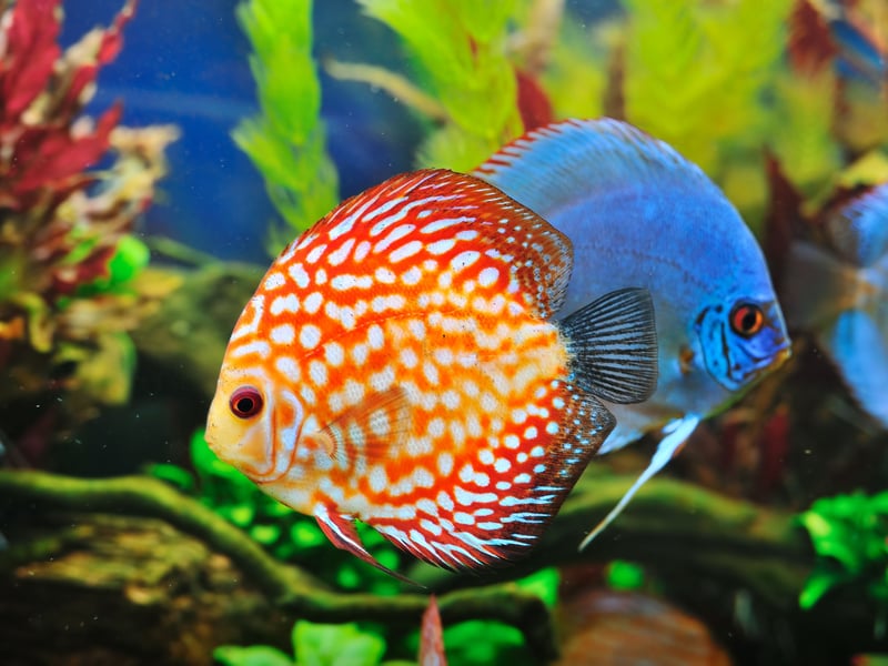 Also known as the Pompadour Fish, the Discus is a native of the Amazon River in Brazil and is highly sought after by aquariasts due to the dazzling array of colours different fish exhibit - from vivid orange to metallic turqouise. They are a long-living breed that can be expected to reach 10-18-years-of-age. 