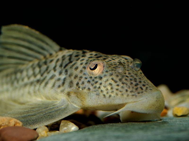 Also known as the Common Pleco, the Suckermouth Catfish may not be the prettiest of faces but is useful to hoover up food that drops to the bottom of the tank. They are another species that can reach a grand old age - 10-15 years. 