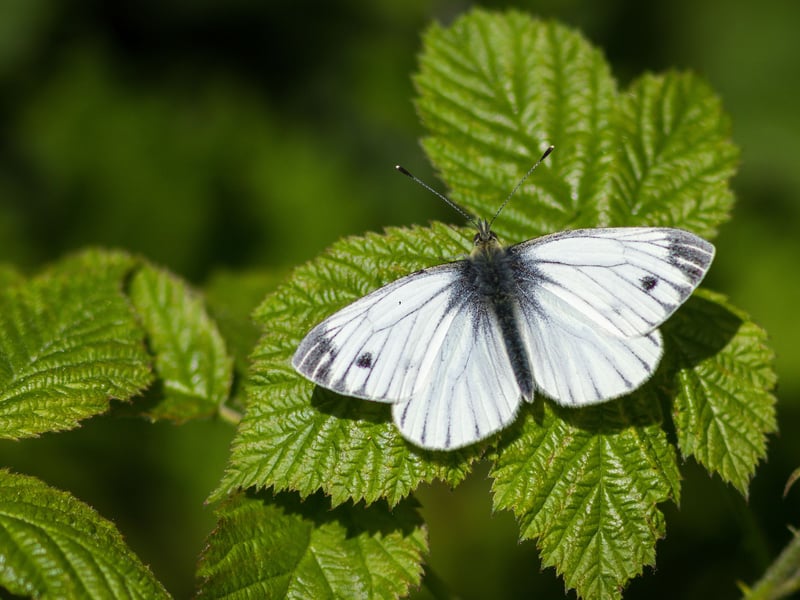 Completing our list of the top 10 most common UK butterflies for 2025 is the Green-Veined White. Widespread across Scotland, it is more likely to be seen in meadows or at the edge of woodland, rather than gardens. Their distinctive yellow-green underwing makes them easy to identify. There tend to be two separate broods of the green-veined white each year, flying between May and August.