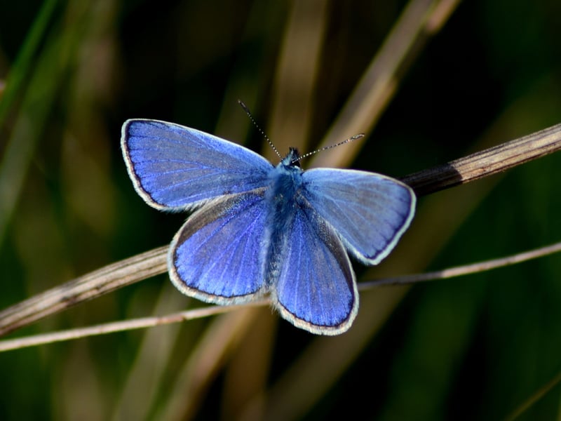The Common Blue bucked a trend of falling numbers in the Big Butterfly Count this year, with numbers up over 200 per cent to 39,602 sightings. By far the most widespread of Scotland's blue butterflies (as the name would suggest), the Common Blue can be seen on grassland and heath from June to August. Some females lack the blue colour, appearing dark brown. 