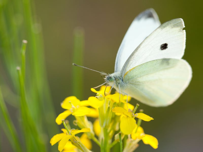 Second spot goes to the Small White, with 318,762 sightings. As the name would suggest, the small white is relatively easy to distinguish from the large white due to its more diminutive size. It has a similar distribution in Scotland to its larger cousin and can easily be spotted in gardens during the summer and early autumn.