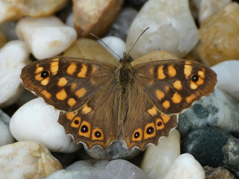 The Speckled Wood has has a tough time of it UK-wide - down 35 per cent in the last 15 years. There were 53,423 seen this year.  Once relatively rare in Scotland, the dapper butterfly has become increasingly widespread in recent years. Emerging in April, their population peaks in early May, with favourite spots being hedgerows and woodland clearings.