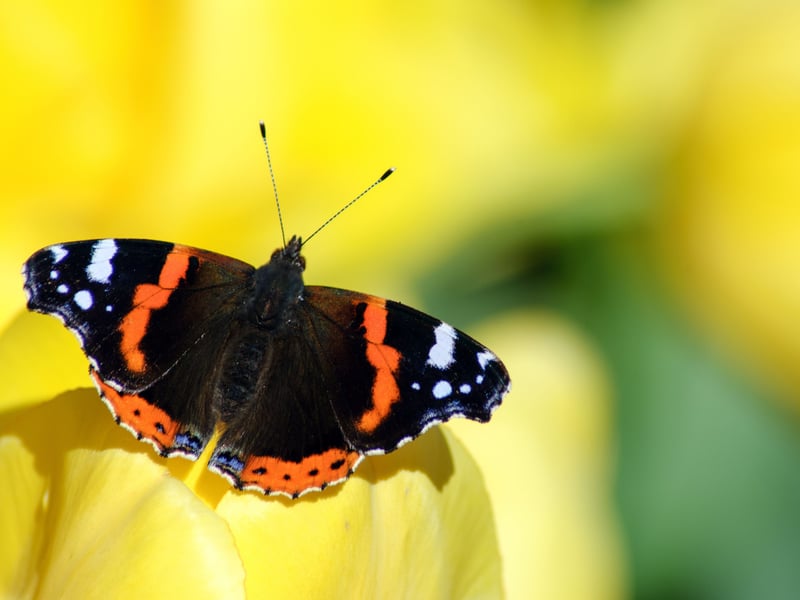 There were  166,289 sightings of beautiful Red Admiral butterflies. On the wing from May to October, and common in parks and gardens across Scotland, while the red admiral does breed in Scotland the vast majority of adult insects you see will be migrants from south of the border.
