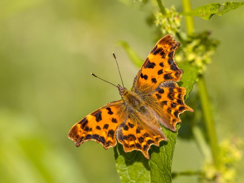 The Comma is one of the rare successful butterfly success stories, with numbers having recovered since alarmingly dipping in the late 20th century. There were 43,062 seen in 2025. Easily identified by it's ususually-shaped wings - which make for perfect camouflage against a backdrop of dried leaves - the insect was thought to be extinct in Scotland for many years. Much like in the rest of the UK though, they are now a fairly common sight, with experts thinking that they are now breeding north of the border. In July the butterflies are laying their eggs on nettles for the first of two broods of the year. 