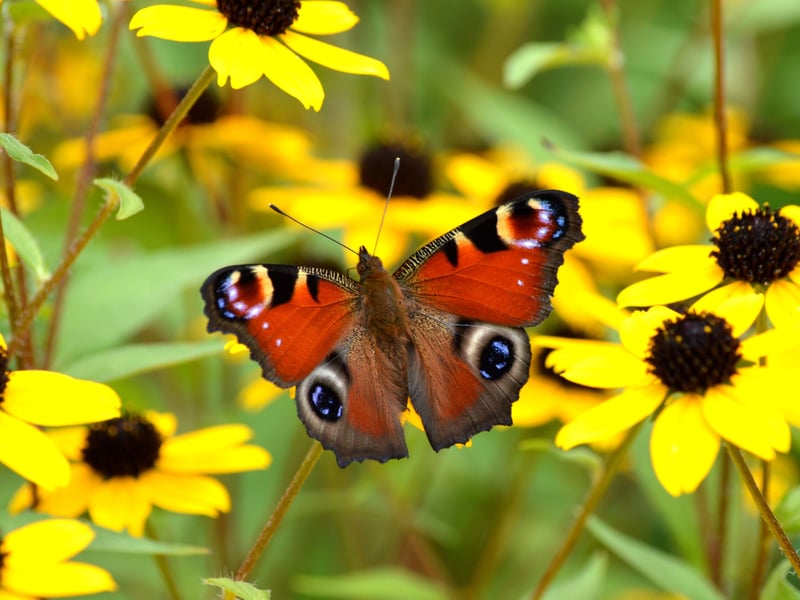 There were  96,155 crimson Peacock butterflies spotted - nearly double the 2024 figure. It is one of Scotland's most common butterflies and is regularly seen in gardens. Caterpillars feed on nettles and the adults overwinter in Scotland, emerging on the first warm day of spring. Many also arrive from England over the first half of the year, bolstering numbers further. 