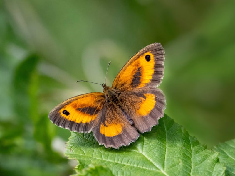 The Gatekeeper took top spot last year, but is third in 2025 with 236,425 sightings. They are a fairly rare species in Scotland but have moved north of the border in recent years, probably due to global warming. There are now established colonies in Dumfries and Galloway and it seems their march north will continue in the coming years.