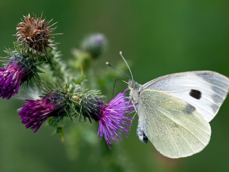The Large White is the most common butterfly in the UK, according to the Big Butterfly Count 2025 - with 396,510 of them spotted. One of the group of butterflies commonly known as 'cabbage whites' - or the Pieridae family to give them their scientific name - the large white's caterpillars do indeed often feed on cabbage leaves so are not much liked by gardeners. They are fairly common in gardens across the Central Belt and Borders, though less so in the north of Scotland. The adults can be seen on the wing from April to December. 