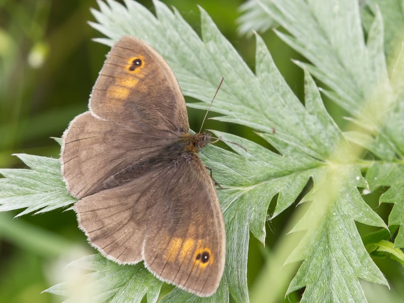 The Meadow Brown had a bad year by its standards - although that's at least partially because they were on the wing earlier than ususal this year. It still made the top five though, with 133,025 sightings. If you are in a Scottish meadow and see a brown butterfly the chances are that it's a meadow brown! On the wing from late June to September, long grass and a bit of sun is all the butterfly seems to need to thrive. Wide regional variations in the spotting pattern on the wings have led to it being studied extensively by geneticists over many years.