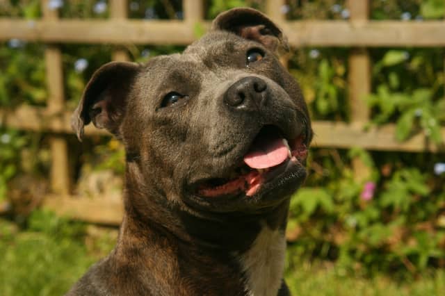 Some names are more popular than others when it comes to Staffordshire Bull Terriers.