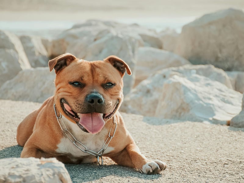 The final podium position for Staffordshire Bull Terriers goes to Lola. It's a Spanish name that's a shortened form of Dolores, meaning 'sorrow'. 