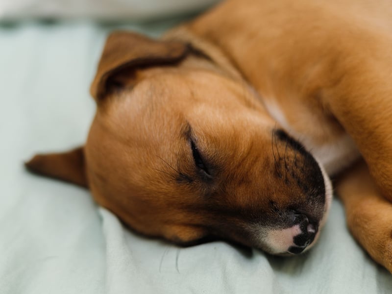 Just missing out on a place in the top five Staffy names is Reggie. It's a shortened version of the English name Reginald, meaning 'mightly counsellor'. 