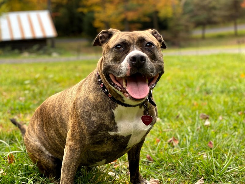 Second spot for most popular Staffy name goes to Luna. This is one of the most popular names for dogs generally and comes from the Latin for 'moon'. 