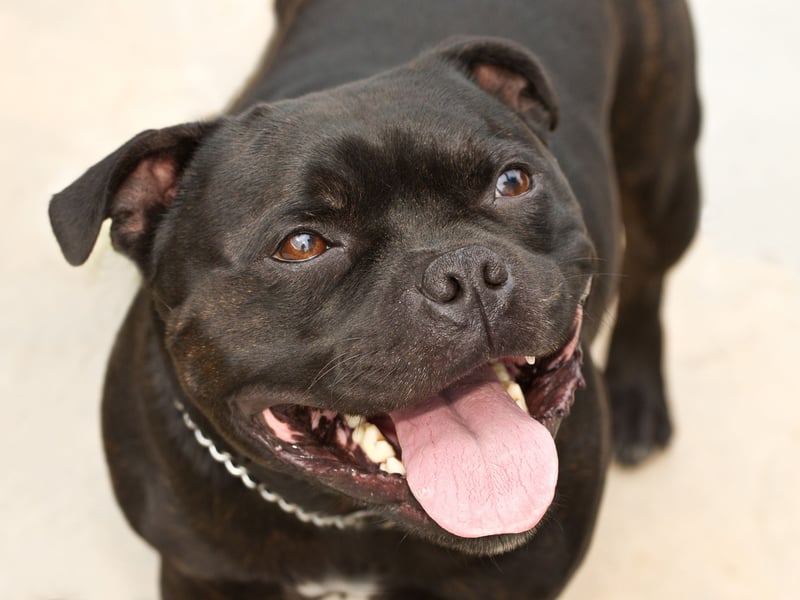 Short for Roxanne, Roxy is one of the most popular female dog names for Staffy pups. It's a shortened form of the name Roxanne, meaning 'dawn'. 