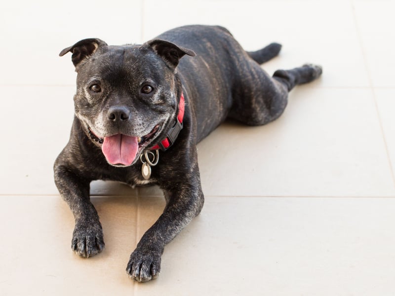The eighth most popular Staffordshire Bull Terrier name is Ruby. It comes from the gemstone of the same name, which mean 'red' in Latin. 