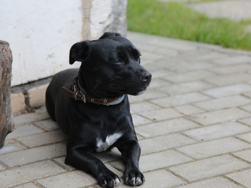 Rocky is the fourth most common name with Staffordshire Bull Terrier owners. It shows the enduring popularity of the Rocky films, starring Sylvester Stallone as the titular American boxer. 