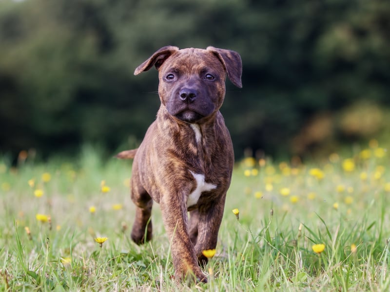 Perhaps due to the popularity of the dog-centric film 'Marley & Me', Marley takes seventh spot in our top 10 Staffy names. It's an Old English name that means 'from the lake meadow'. 