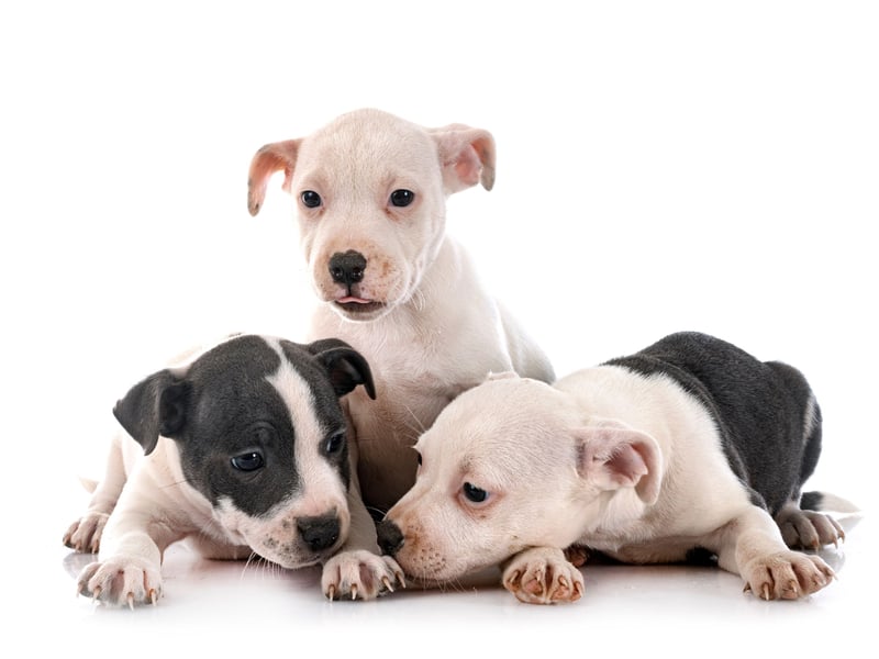 Perhaps inspired by popular children's television show 'Blue's Clues', Blue completes our top 10 of the most popular names for Staffordshire Bull Terriers. 
