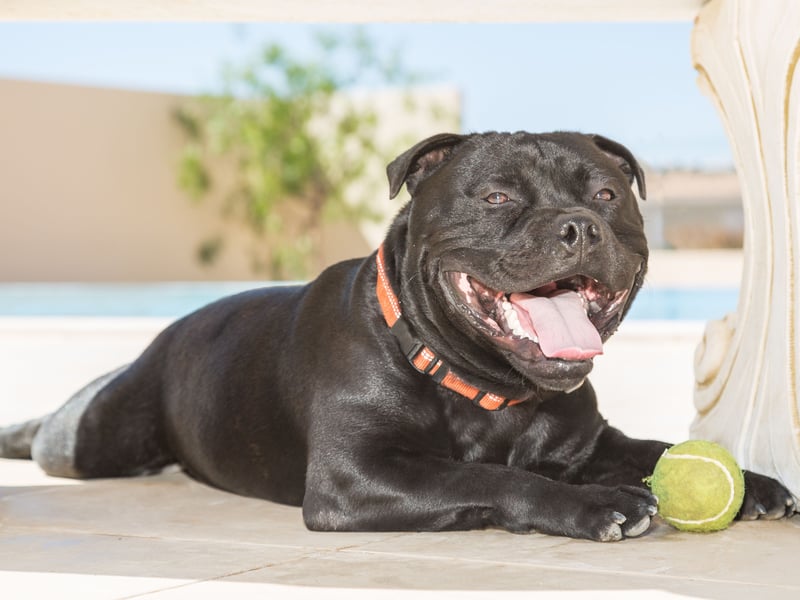 Buddy seems to be a perfect name for amicable Staffy Bull Terriers. It's an English name, simply meaning 'friend'. 