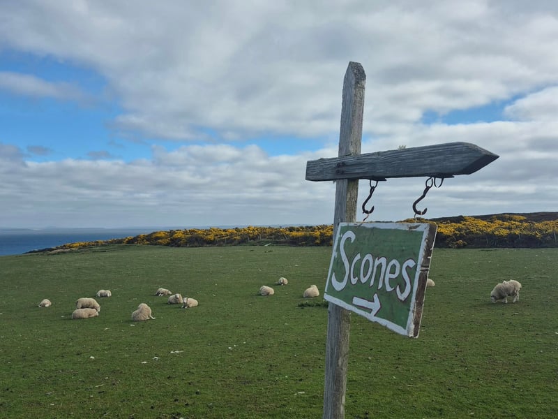 A popular stop on the NC500, Scone with the Wind is open Monday-Saturday, 10am-4pm, just off the A836 between Castle of Mey and Gills ferry . They have tea and scones available with space to park to enjoy the sea views across to Orkney.