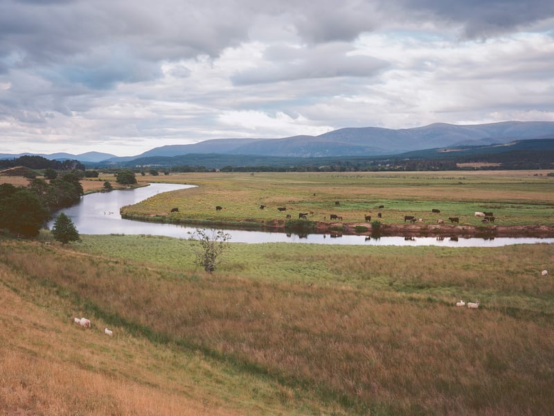 Livestock grazing land where the river Spey meanders 
