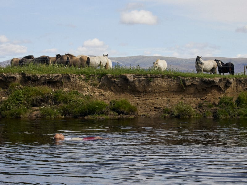 Horses gathered on the banks of the River Spey