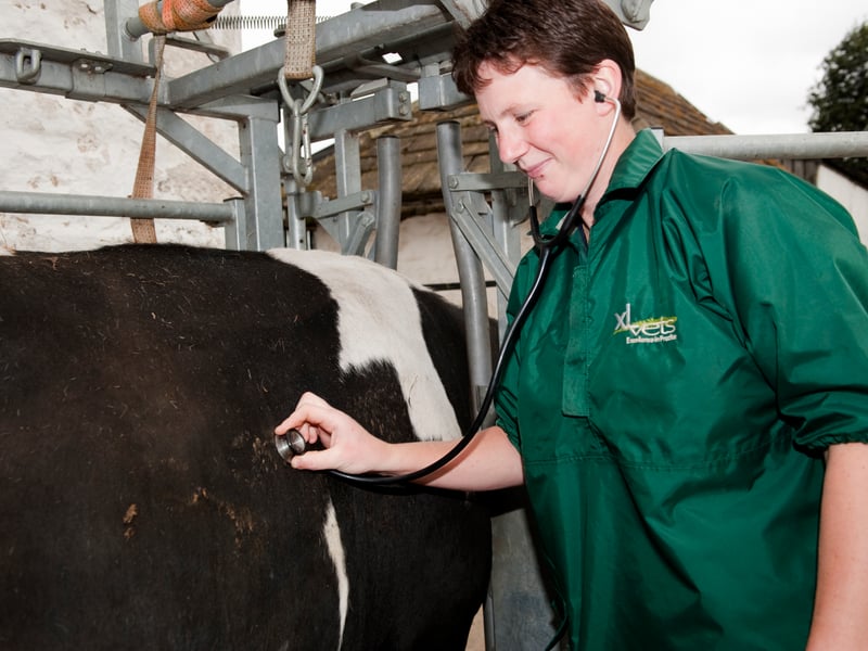 13,195 applications from UK students were made to study veterinary sciences at universities across the country. However, only 5,360 of students received an offer.