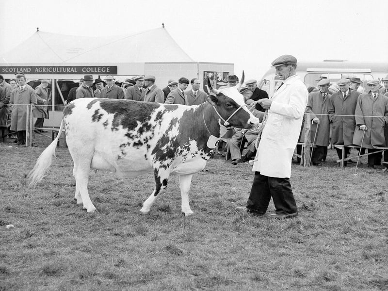 A cow being exhibited at Ayr Agricultural Show.
