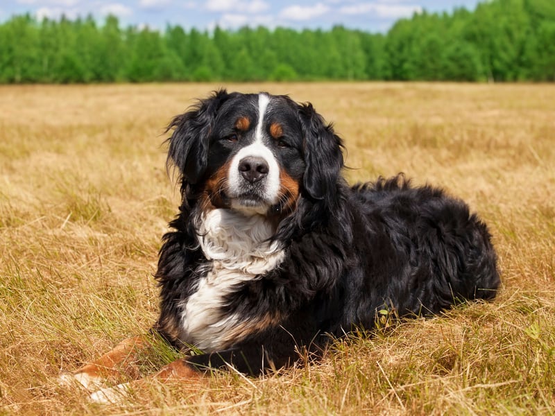 Another gentle giant, the Bernese Mountain Dog is an intelligent breed eager to please its owners - meaning it's simple to train them out of any nibbling habit they may have as pups.