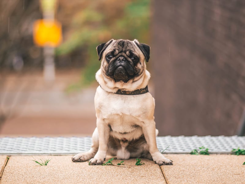 Biting simply isn't in a Pug's nature, prefering to be vocal rather than nibbling. These adorable pooches are more likely to deafen you with barking than snap.