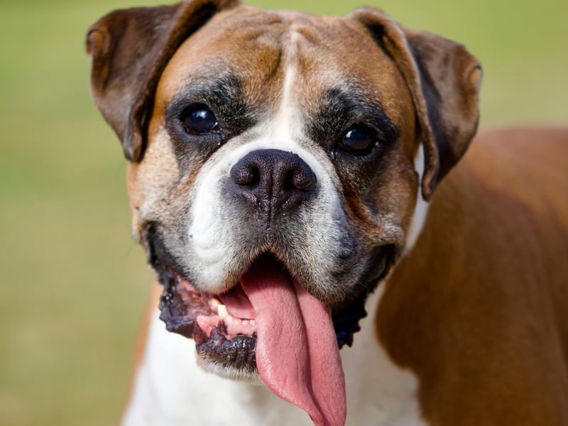 Known to be particularly good and safe around children, the Boxer is one of the most patient of all dog breeds. This is a pup that is highly unikely to ever lash out from frustration.