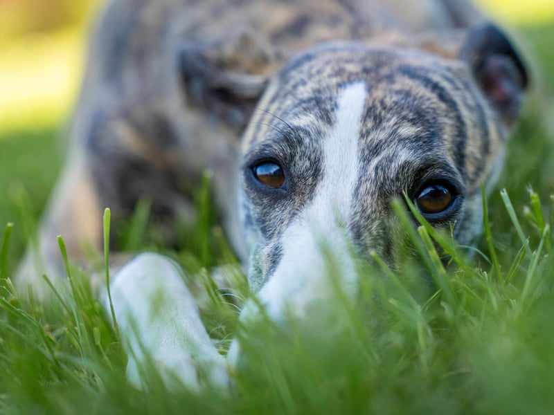 Academic studies into how aggressive certain breeds of dog are regularly find that the Whippet is one of the most passive pups - and one of the laziest. They need to be vigorously exercised once a day but otherwise will be unlikely to bother lifting their head off the couch, never mind attempting to bite somebody.