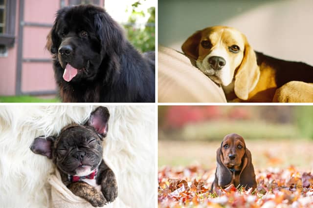 These dogs are unlikely to give you a painful nip.