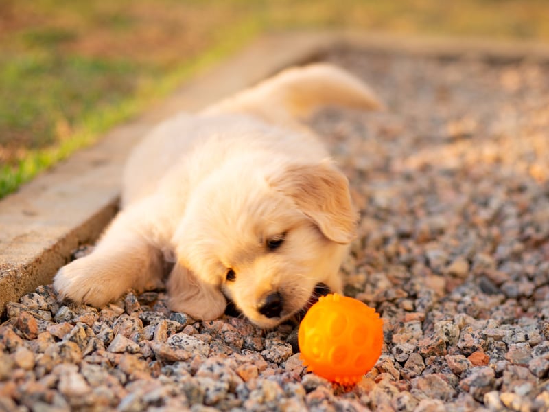 What's true for the Labrador Retriever tends to also be true of its close cousin the Golden Retriever - including the risk of biting. An affectionate nibble if you are having a play is the worst you tend to expect from this loving and friendly breed.