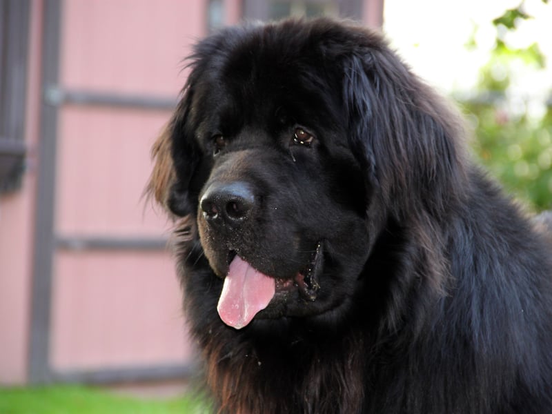 There's a good reason that the enormous Newfoundland breed is known as a 'nanny dog'. They may look intimidating due to their size but they are incredibly gentle, particularly with children. The only problem you should have is stopping them from affectionately licking strangers.