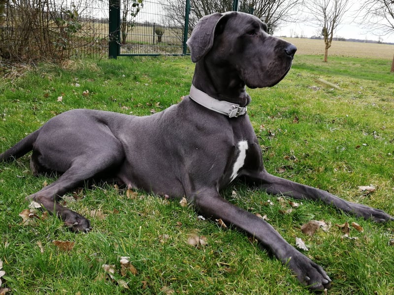 Great Danes may be absolutely massive, but they are calm, affectionate, and surprisingly gentle. Known as 'gentle giants', they are patient, loyal, and affectionate with families, making them very unlikely to display biting behavior.