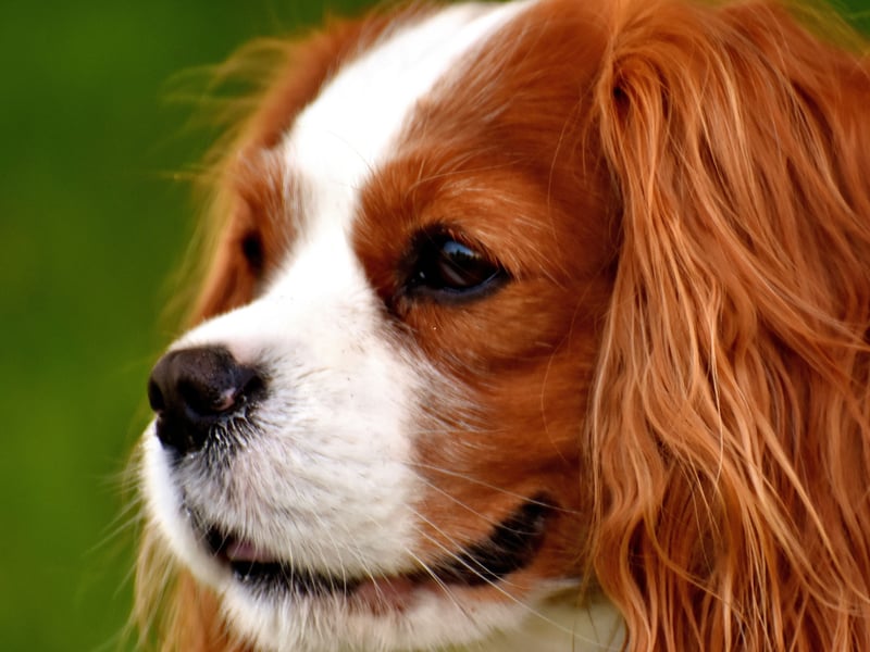 When it comes to the Cavalier King Charles Spaniel, the main motivation is an overriding eagerness to please its owners. Even if one of these beautiful dogs does have a wee nip, when it realises it has displeased its owners, it's unlikely to do it again because it will feel so guilty about it.