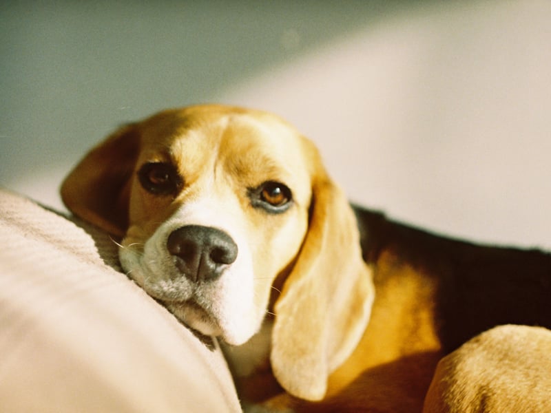 The Beagle is a classic example of a dog breed that isn't necessarily the most obedient of breeds but is still unlikely to bite. These mischievous hounds can be a nightmare to train, often try to escape and may get into numerous scrapes and adventures. They have an utter lack of malice though, meaning your favourite pair of shoes are at more risk than any person they meet.