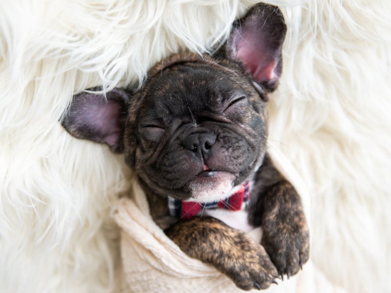The Bulldog's smaller continental cousin is just as easygoing, if not quite as extraordinarily lazy. The French Bulldog generally doesn't have an aggressive bone in its body and, even if they can occasionally be somewhat stubbon, they are highly unlikely to snap or nip.