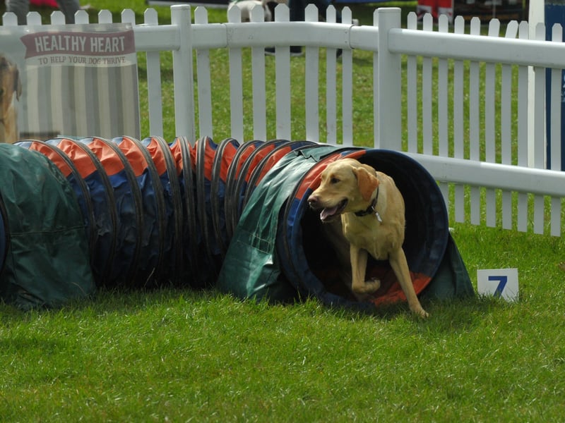 Dogs try out the agility course