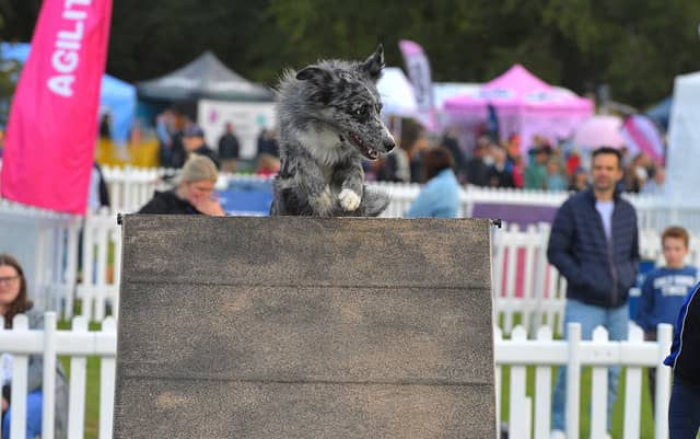 Bear a working sheepdog with the Hazlehead Hounds Agility Team