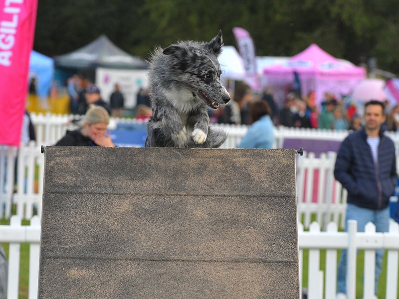 Bear a working sheepdog with the Hazlehead Hounds Agility Team