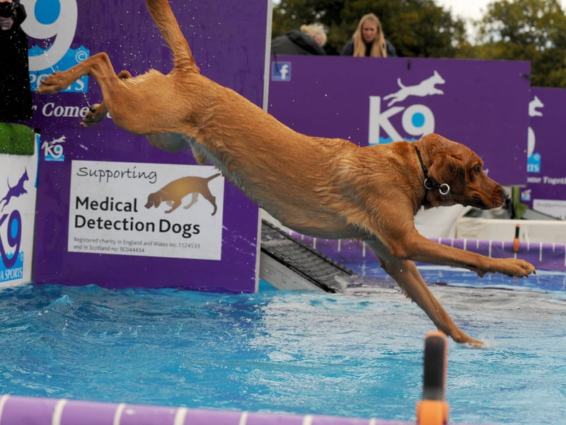 The Splash Pool proved a big hit with Solo, a Lab Retriever from Leeds