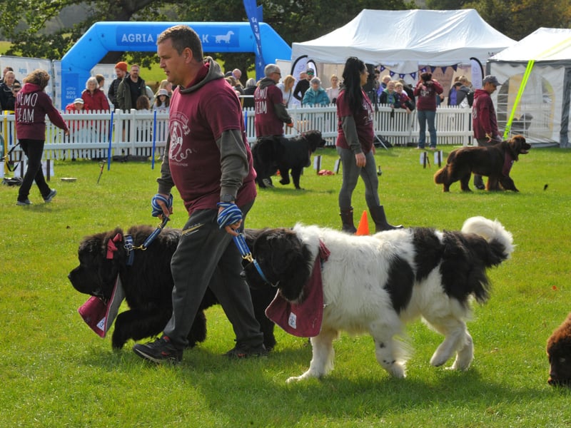 There was a display of Newfoundland dogs