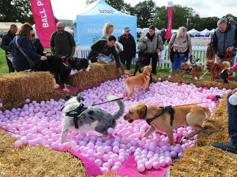 Plenty of activity in the ball pit by Barking Heads