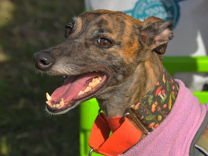 A happy whippet enjoys the festivities