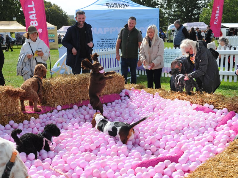 The ball pit was a big hit