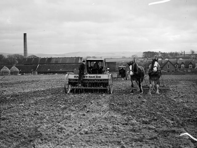 Sowing a field of oats using a machine and horses pulling a plough at an East Lothian arable farm in September 1955.