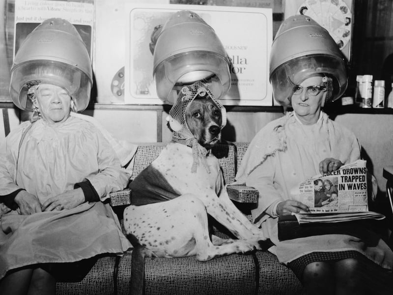 Britain is a nation of pet-lovers, with dogs just edging out cats in the numbers game. We love to pamper our pooches, and when it's time to vote, political debate comes second to posting photos with the #dogsatpollingstations hashtag.