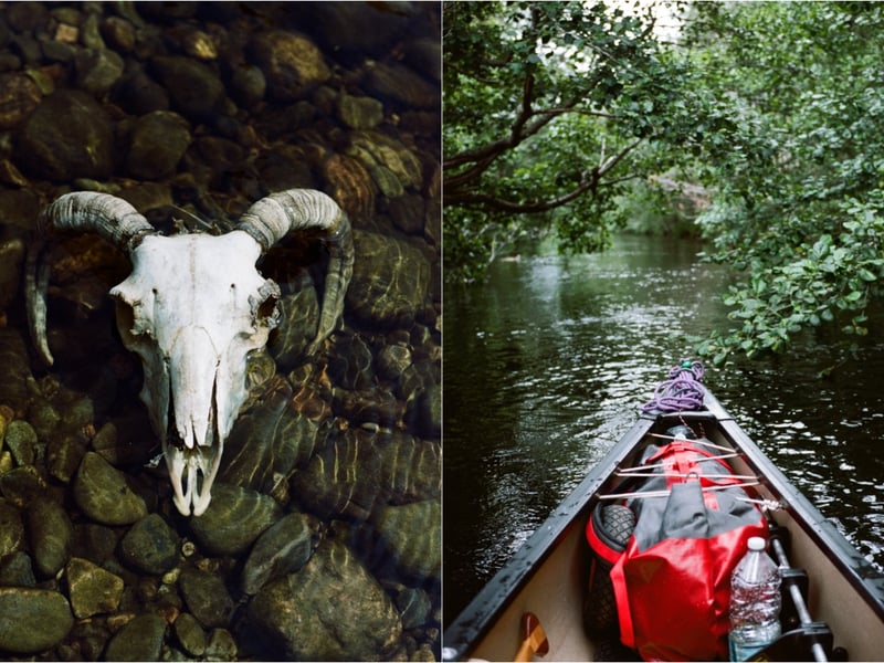 A sheep skull between Aviemore and Grantown-on-Spey. The river holds many carcasses of farm animals and deer captured by its currents in floods.