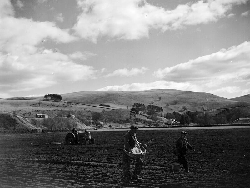 Sowing oats by hand on a Perthshire farm in 1955.